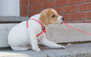 puppy leash training